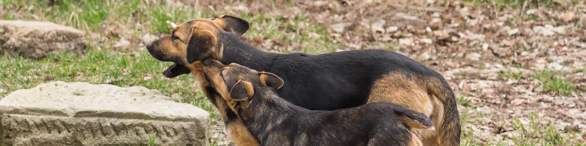 Dogs wandering